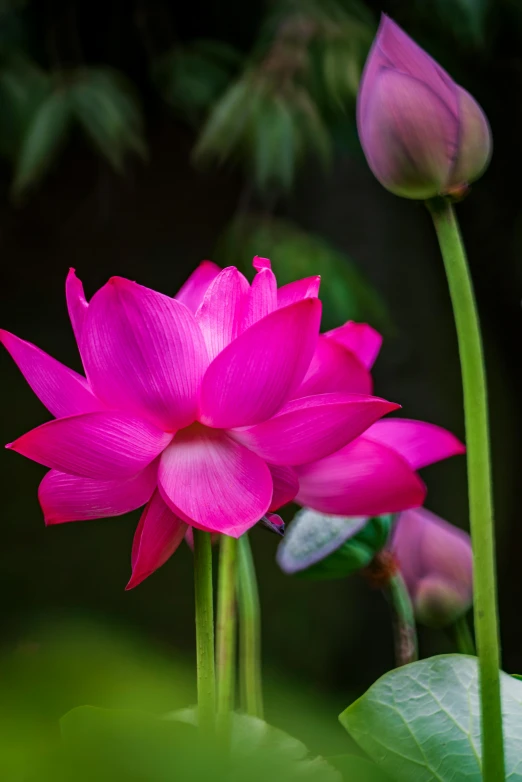 a pink flower sitting on top of a lush green field, sitting on a lotus flower, paul barson, hong kong, photograph taken in 2 0 2 0