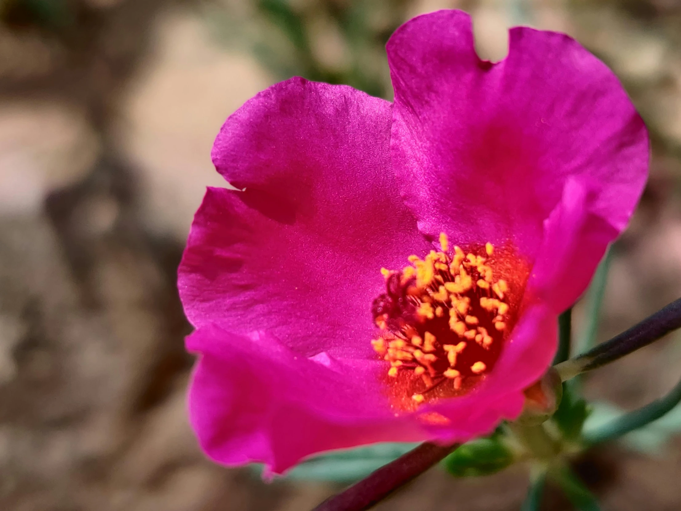 a close up of a pink flower on a stem, inspired by Albert Namatjira, manuka, vibrant bright colours, with soft bushes, sojourn from overwatch