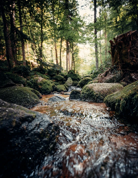 a stream running through a lush green forest, a picture, by Sebastian Spreng, unsplash contest winner, 2 5 6 x 2 5 6 pixels, wet rocks, lower saxony, brown water