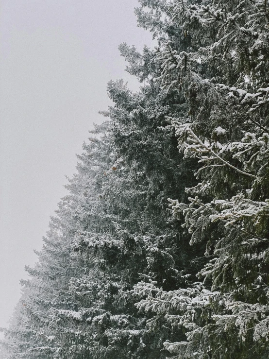 a man riding a snowboard down a snow covered slope, by Anna Haifisch, pexels contest winner, romanticism, sparse pine trees, background image, ((trees)), city snowing with a lot of snow