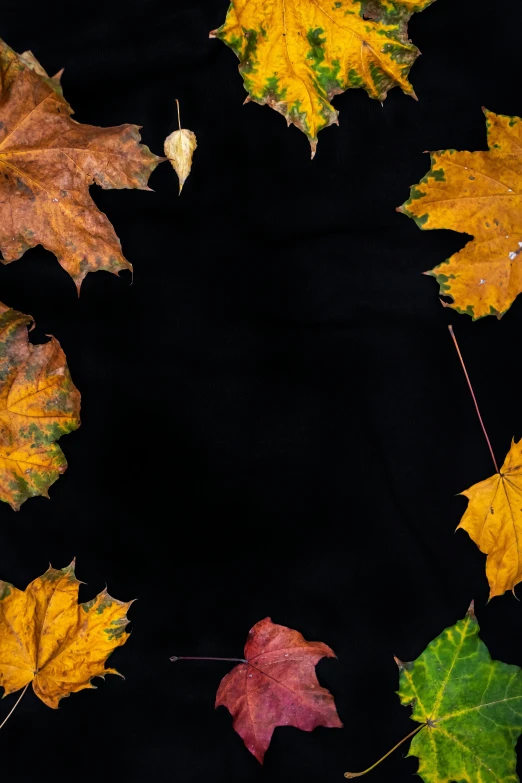 a circle of autumn leaves on a black background, pexels contest winner, center frame medium shot, promo image, high angle shot, ultrawide image