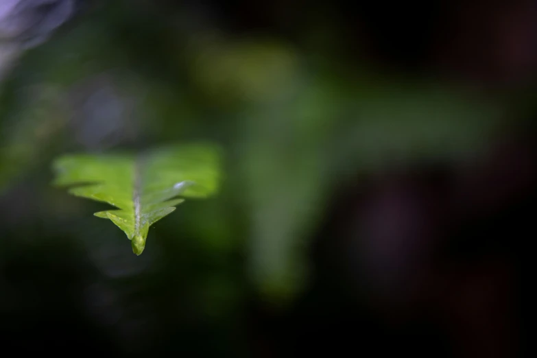 a close up of a leaf with a blurry background, by Jan Rustem, hurufiyya, medium format. soft light, long exposure 8 k, sprouting, deep jungle from another world