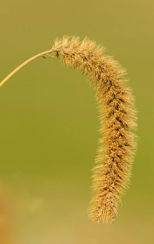 a close up of a plant with a blurry background, by David Simpson, thick fluffy tail, in field high resolution, malt, highly detailed image