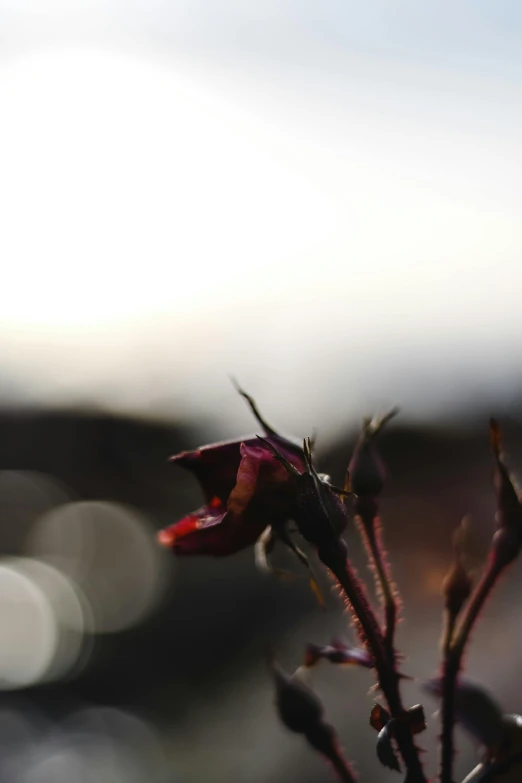 a close up of a flower with a blurry background, by Niko Henrichon, unsplash, at sunset in autumn, black and red tones, medium format. soft light, rose-brambles