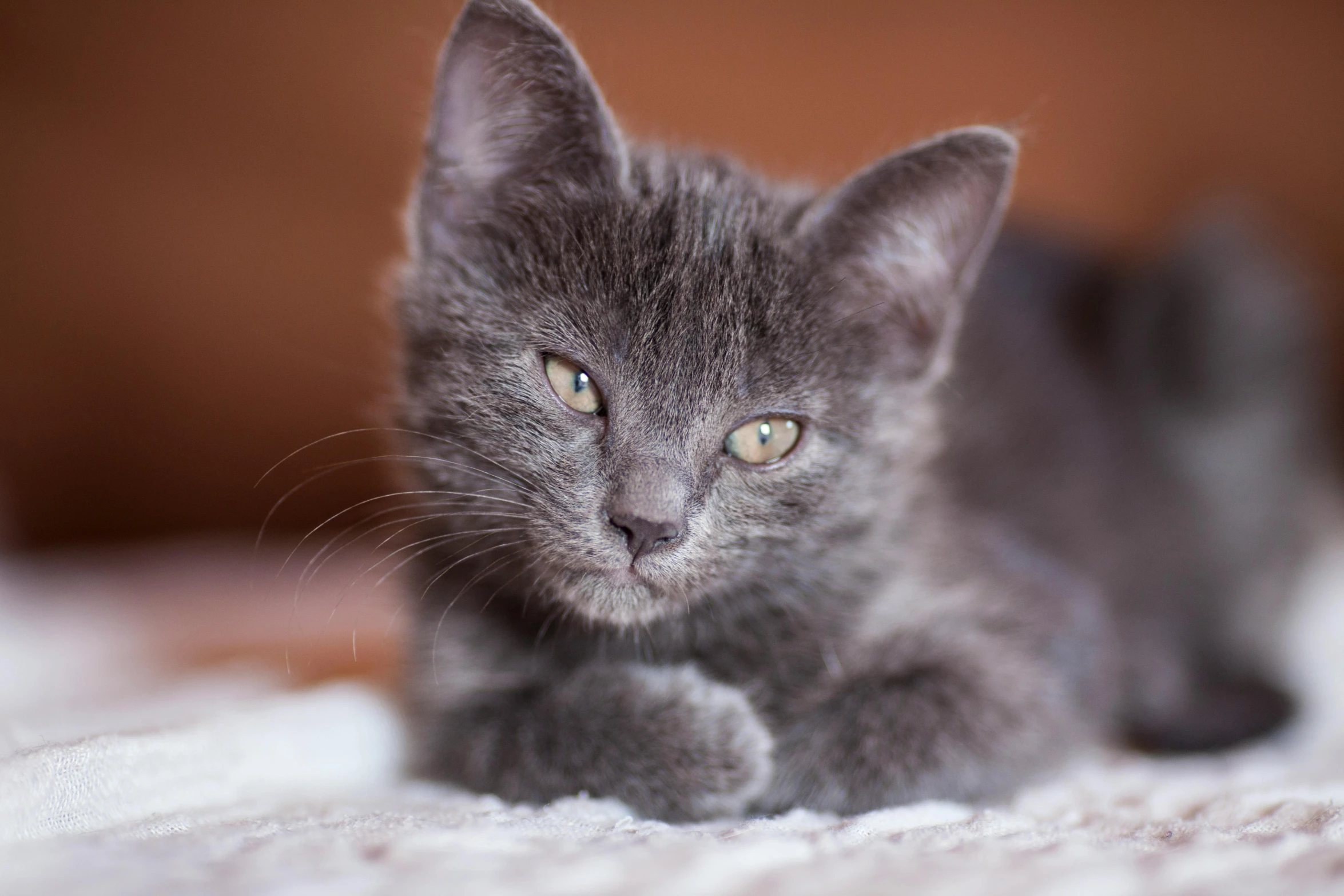 a gray kitten laying on top of a white blanket, a portrait, shutterstock contest winner, with pointy ears, 4k photo”, young male, a small