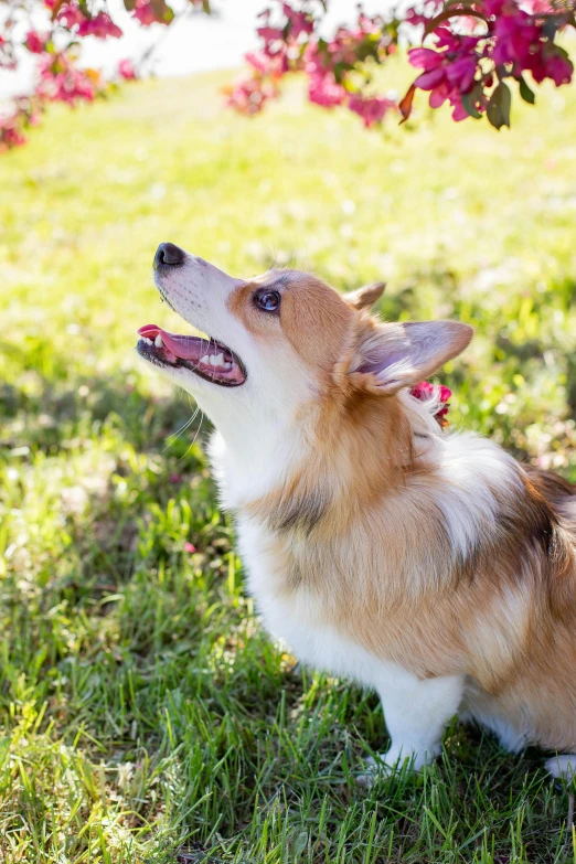 a brown and white dog standing on top of a lush green field, corgi, in the sun, manuka, up-close