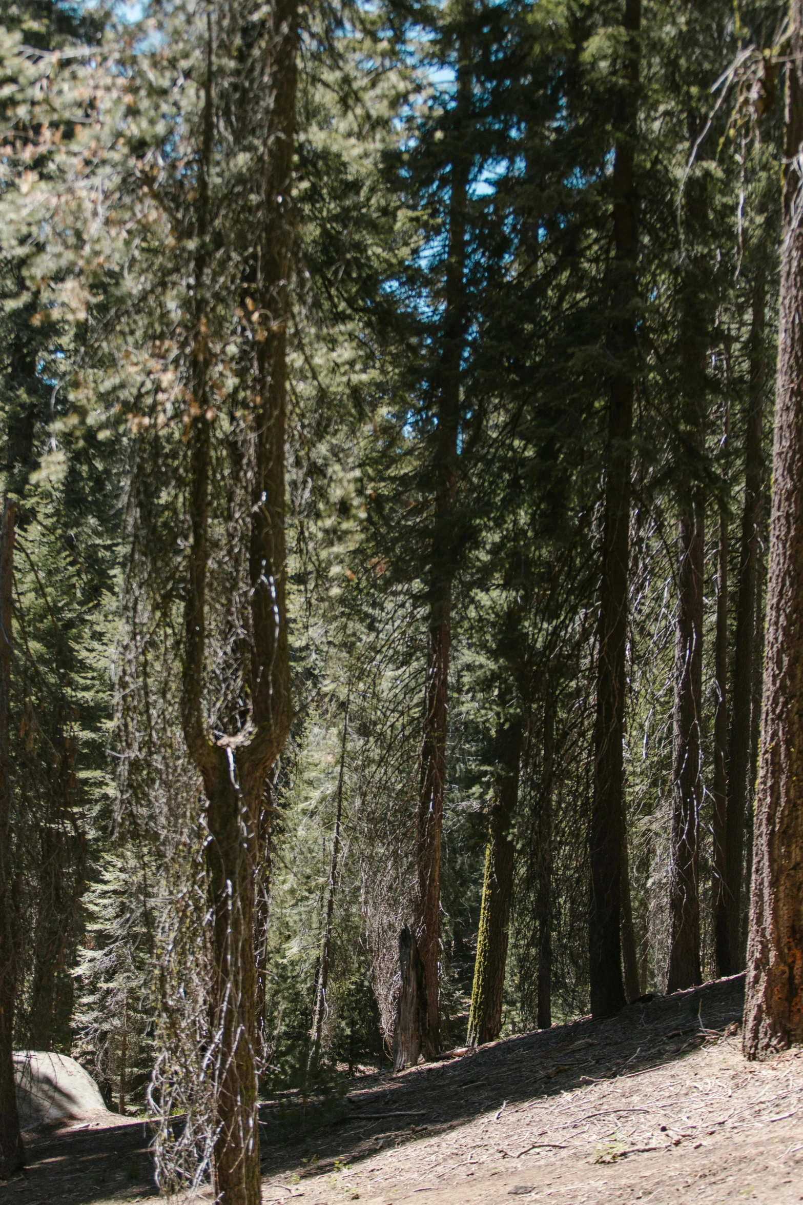 a man riding a snowboard down a snow covered slope, a picture, by Kristin Nelson, unsplash, huge tree trunks, ((trees)), central california, panorama shot