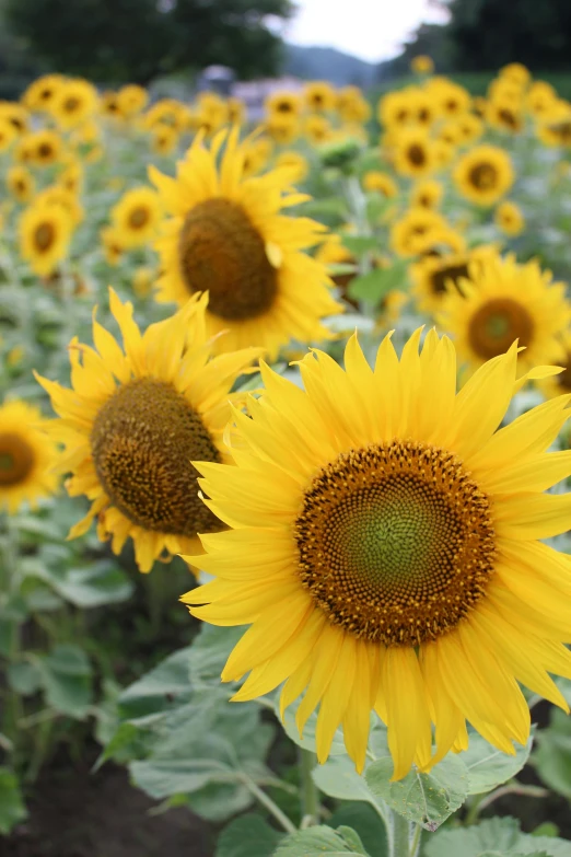 a field of sunflowers on a sunny day, slide show, up close, from the front, yellow and charcoal