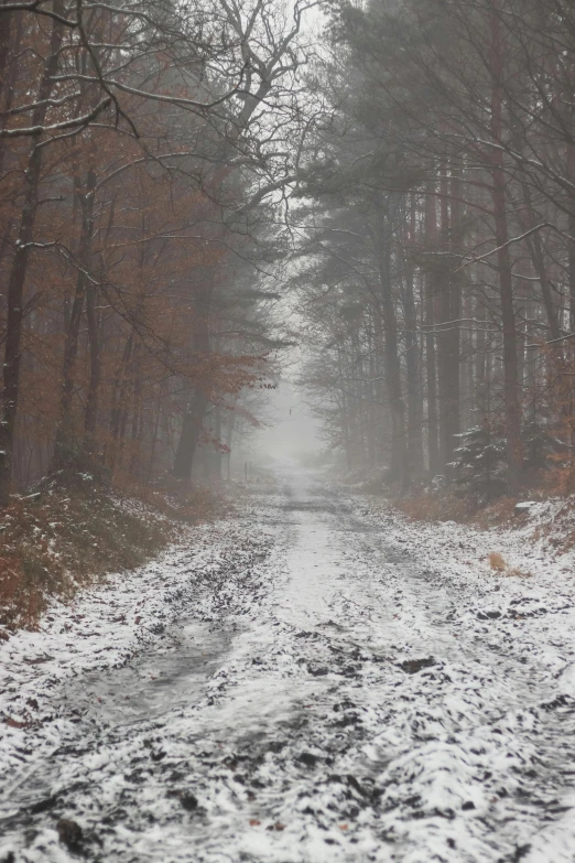 a dirt road in the middle of a forest covered in snow, grey mist, fading to dust and leaves, 10k, ((forest))