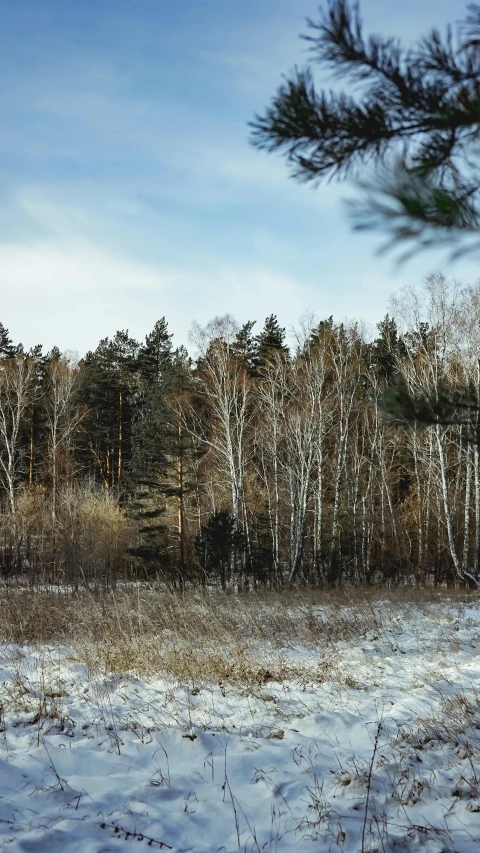 a red fire hydrant sitting in the middle of a snow covered field, inspired by Isaac Levitan, unsplash, naturalism, panorama view, forest. white trees, low quality photo, birch