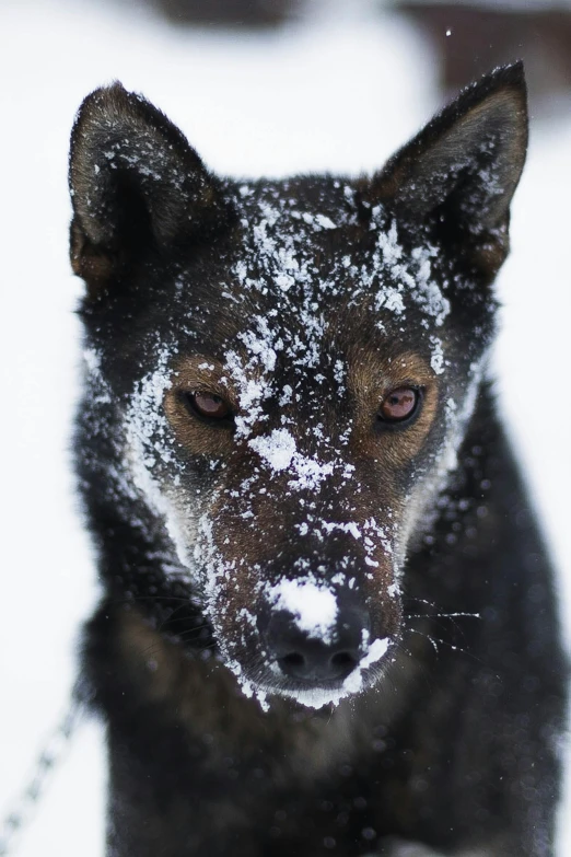 a dog that is standing in the snow, by Joe Stefanelli, pexels contest winner, photorealism, intense face, laika, stealthy, australian