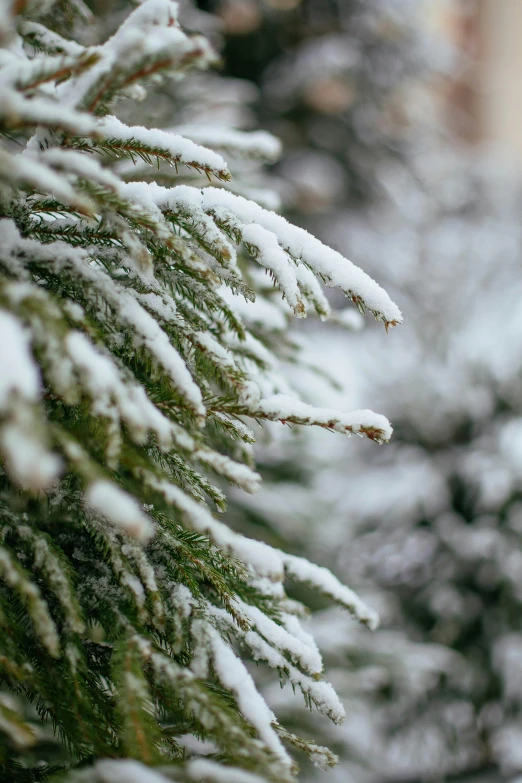 a group of pine trees covered in snow, upclose, with a tree in the background, exterior, detailing