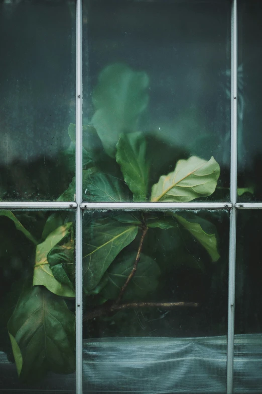 a close up of a window with a plant in it, unsplash, magnolia big leaves and stems, steel window mullions, rainy, ignant