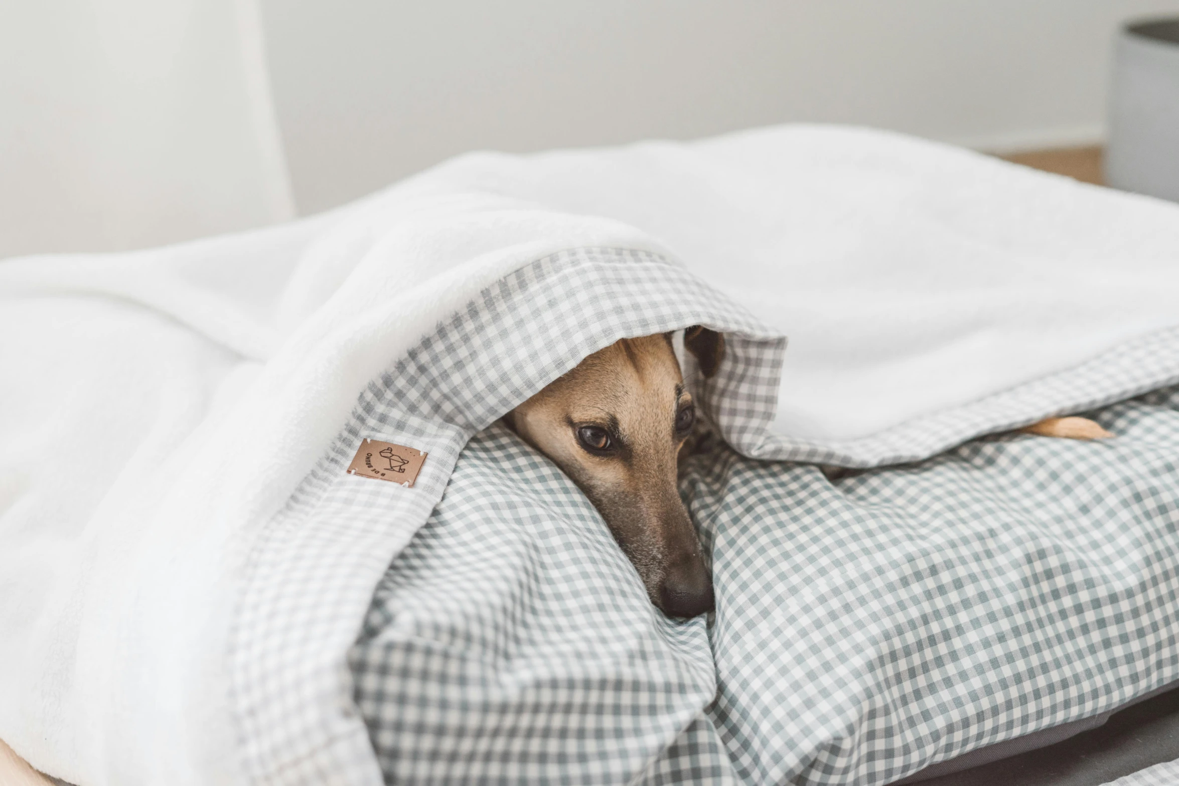 a dog laying under a blanket on top of a bed, inspired by Elke Vogelsang, unsplash, happening, hiding behind obstacles, lined in cotton, there is full bedpan next to him, gif