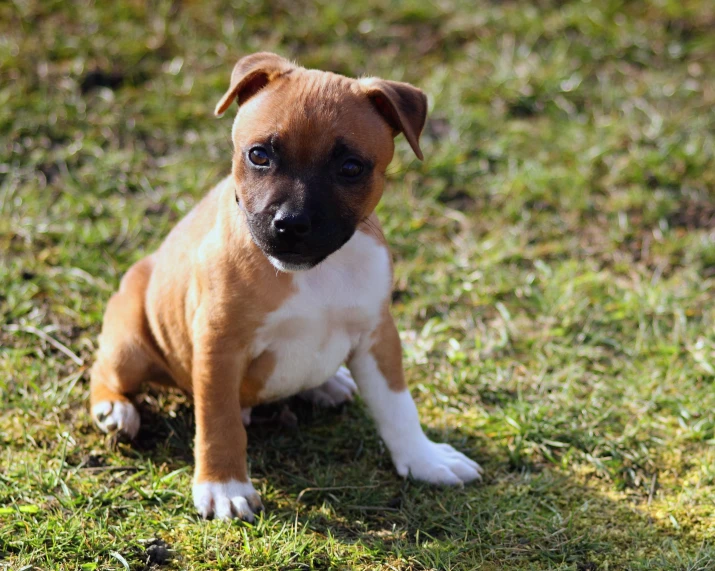 a brown and white puppy sitting in the grass, shot with sony alpha 1 camera, pits, instagram photo, thumbnail