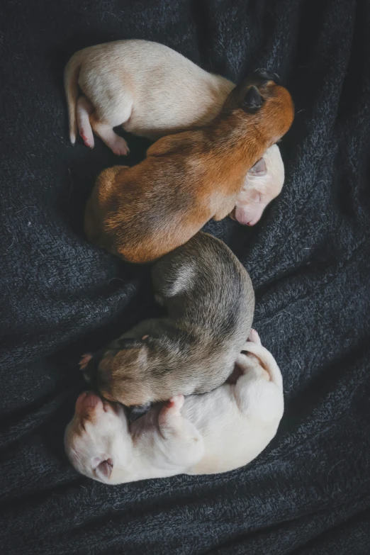a couple of puppies laying on top of a black blanket, by Jan Tengnagel, unsplash, renaissance, showcases full of embryos, weasel - ferret - stoat ), in a row, round thighs