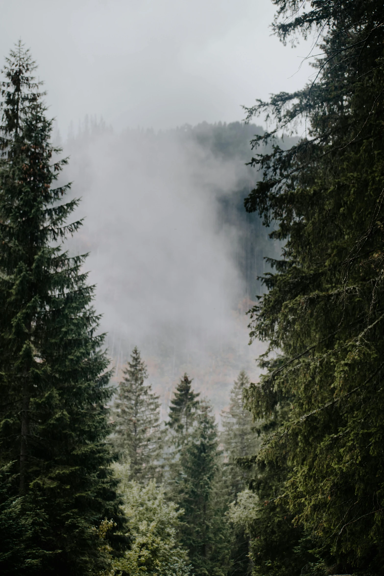 a car driving down a road in the middle of a forest, by Sebastian Spreng, pexels contest winner, romanticism, water mists, fir trees, grey, lush vista