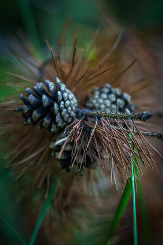 a close up of a plant with pine cones on it, a macro photograph, by Jan Tengnagel, unsplash, paul barson, pods, wild vegetation, spines and towers