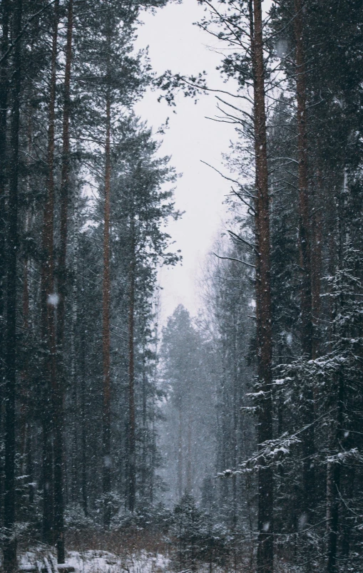 a forest filled with lots of trees covered in snow, by Jaakko Mattila, pexels contest winner, portrait of tall, it's raining outside, low quality photo, half image