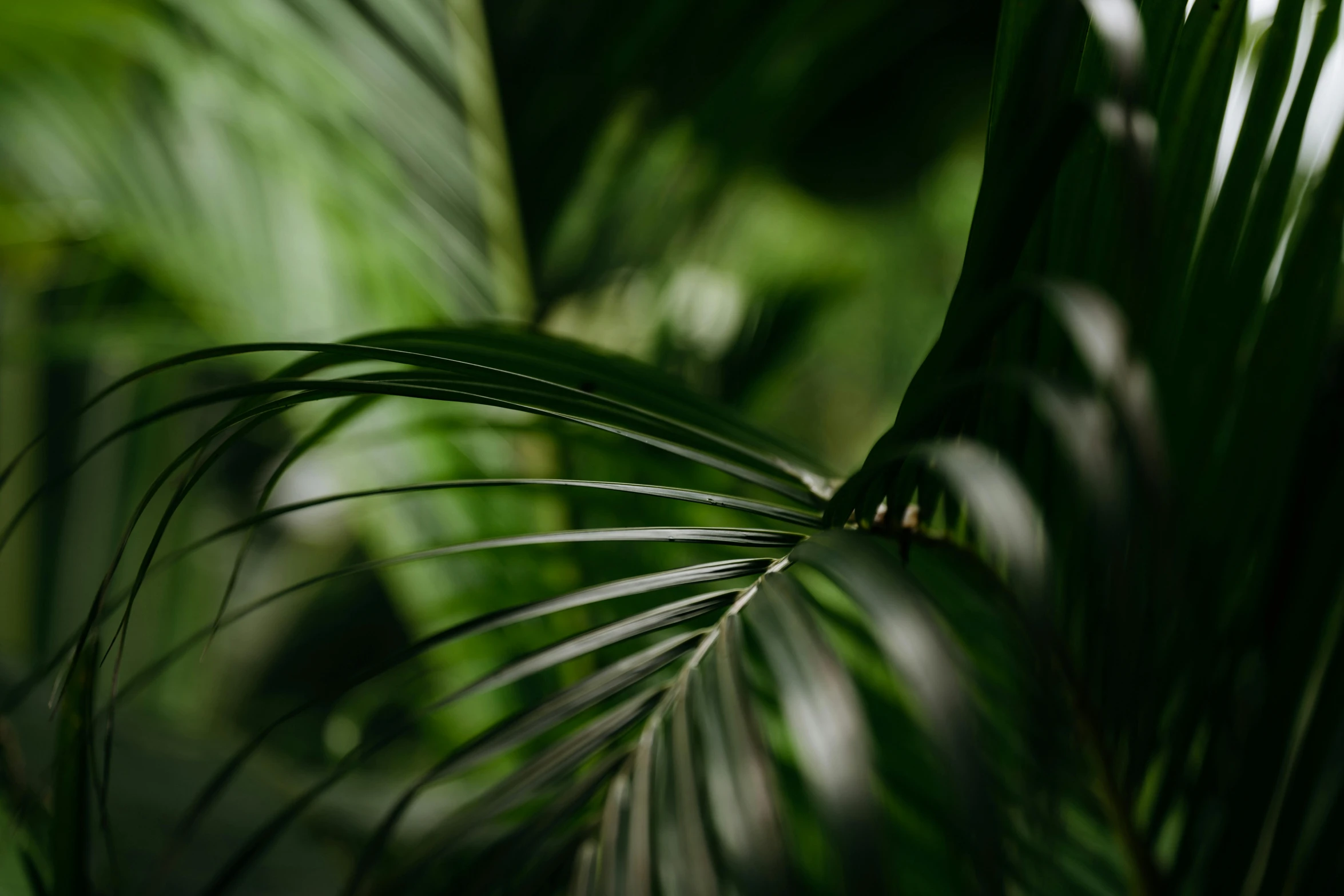 a close up of a leaf of a palm tree, inspired by Elsa Bleda, trending on unsplash, fan favorite, dense lush forest at night, medium format, gardening