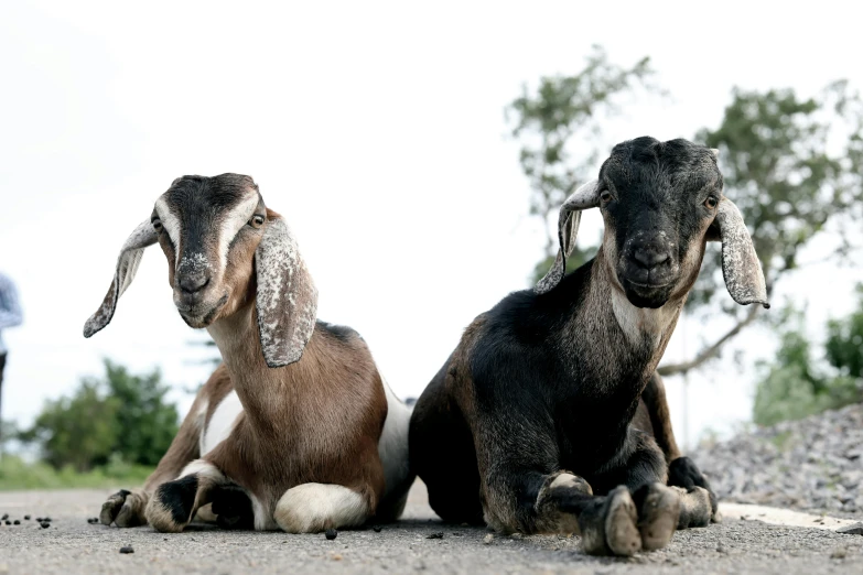 two goats sitting next to each other on a road, a portrait, trending on unsplash, hurufiyya, taken in the late 2010s, fan favorite, cow hoof feet, an olive skinned