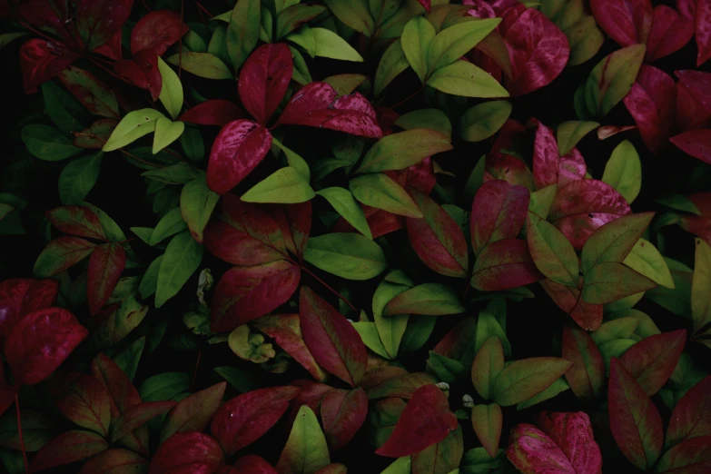 a close up of a red plant with green leaves, renaissance, gradient dark red, vanara, purple - tinted, panels