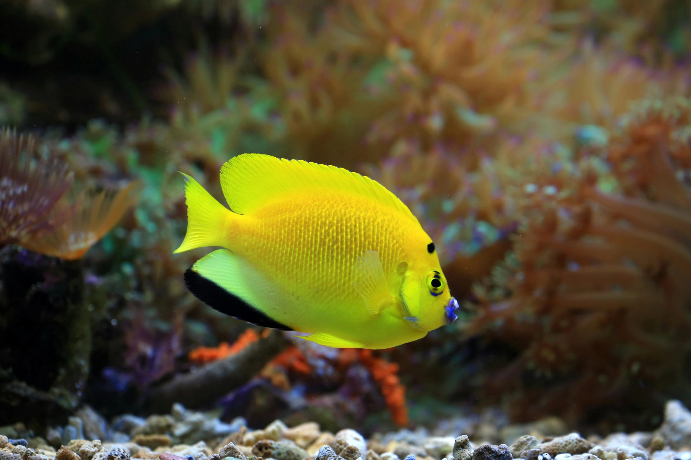 a yellow fish is swimming in an aquarium, photo taken in 2 0 2 0, fan favorite, butterflyfish, liquid cooled