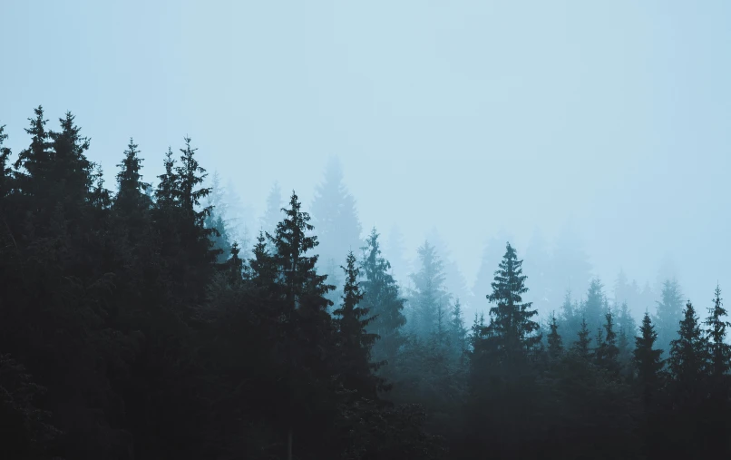 a forest filled with lots of trees on a foggy day, an album cover, inspired by Elsa Bleda, unsplash contest winner, muted color (blues, minimalist photo, 🌲🌌, blue and gray colors