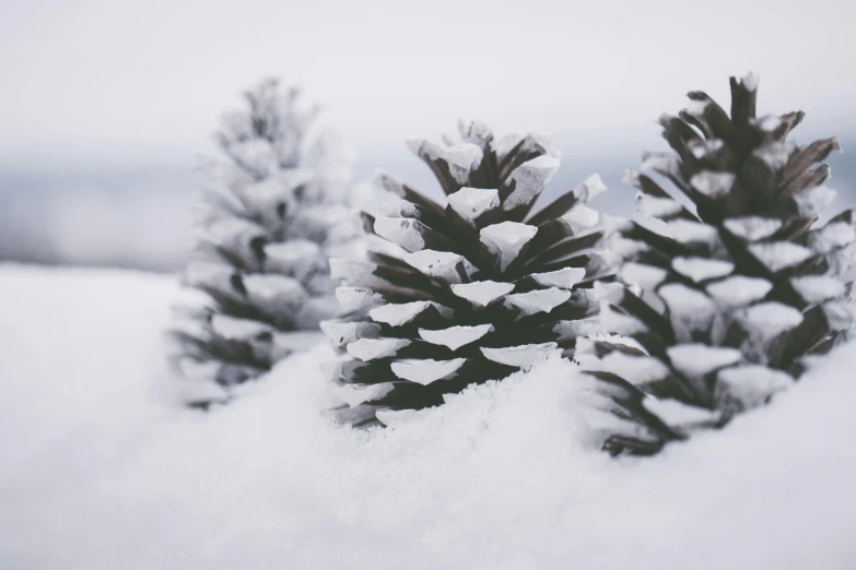 a group of pine cones covered in snow, an album cover, pexels contest winner, grey, cone shaped, holiday, high quality product image”