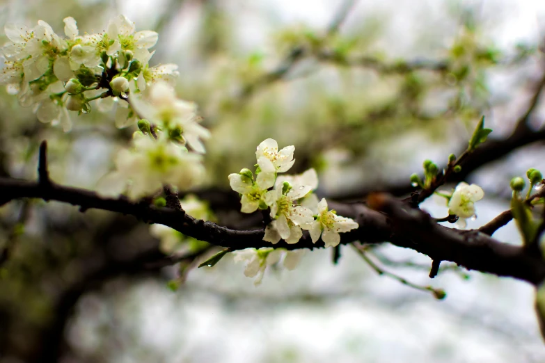 a close up of a branch of a tree with white flowers, by Carey Morris, unsplash, arabesque, background image, overcast weather, fruit and flowers