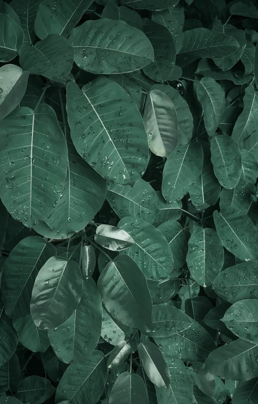 a black and white photo of green leaves, an album cover, inspired by Elsa Bleda, trending on pexels, renaissance, teal aesthetic, thick jungle, brown, green