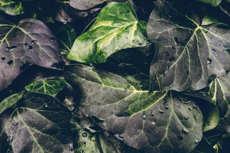 a bunch of leaves with water droplets on them, by Elsa Bleda, unsplash, renaissance, grey vegetables, green and purple, 🦩🪐🐞👩🏻🦳, retro stylised