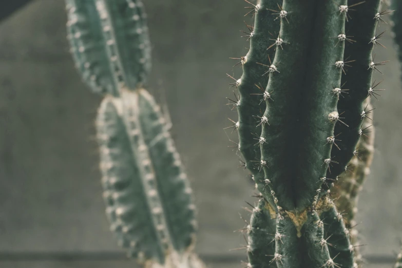 a couple of cactus plants sitting next to each other, a macro photograph, inspired by Elsa Bleda, trending on pexels, visual art, grey, background image, 35mm print, tall thin