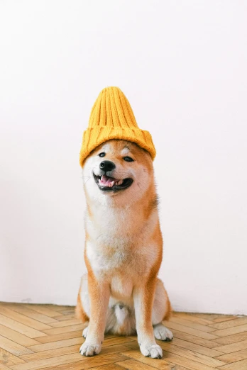 a brown and white dog wearing a yellow hat, a pastel, inspired by Shiba Kōkan, trending on pexels, made of wool, gif, laugh, cheese