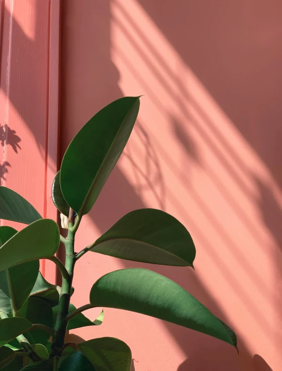 a potted plant in front of a pink wall, inspired by Elsa Bleda, trending on unsplash, under the soft shadow of a tree, set on singaporean aesthetic, zoomed in shots, #green