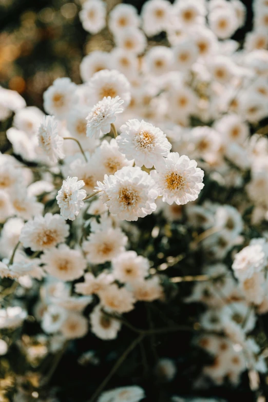 a bunch of white flowers sitting on top of a lush green field, inspired by Elsa Bleda, trending on unsplash, baroque, paper chrysanthemums, soft aesthetic, gold flaked flowers, instagram post