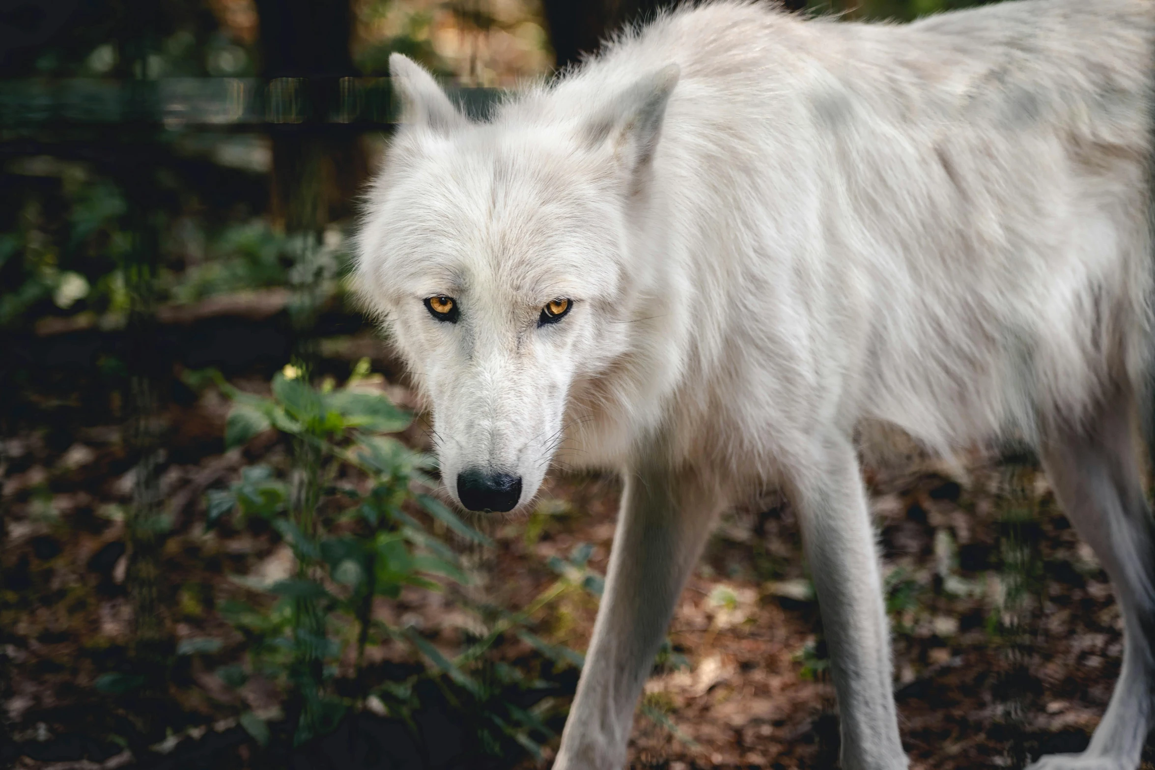 a white wolf is walking through the woods, pexels contest winner, photorealism, concerned expression, pet animal, instagram post, white eyes