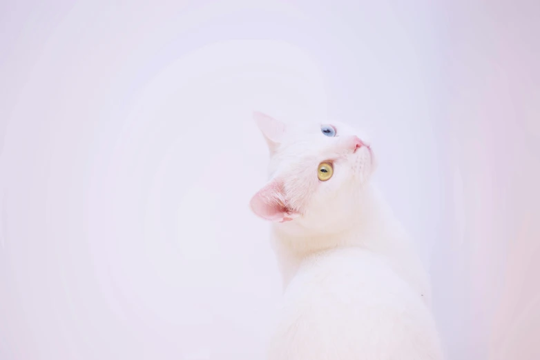 a white cat sitting on top of a table, trending on unsplash, minimalism, lots of pastel colour, camera angle looking up at her, it has a piercing gaze, white background : 3