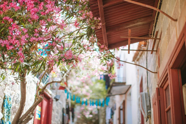 a tree that is next to a building, pexels contest winner, pink white turquoise, in a village street, greek setting, wrapped in cables and flowers