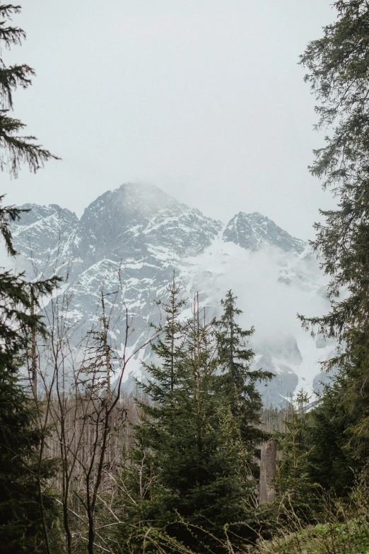 a snow covered mountain is seen through the trees, inspired by Thomas Struth, trending on unsplash, overcast gray skies, glacier, low quality photo, a cozy