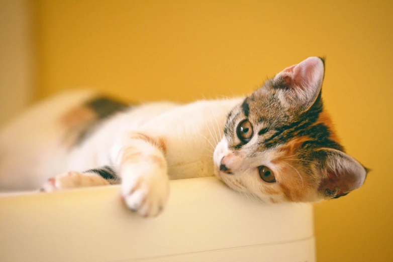 a cat laying on top of a white refrigerator, trending on pixabay, minimalism, on a yellow paper, on a couch, calico, warm coloured