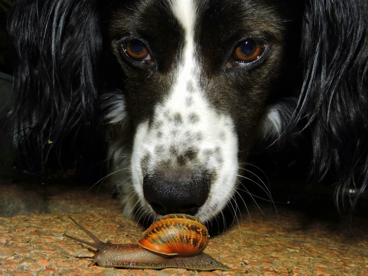 a close up of a dog with a snail in its mouth, an album cover, inspired by George Stubbs, pixabay contest winner, aussie, snails vs worms, tourist photo, 🦩🪐🐞👩🏻🦳