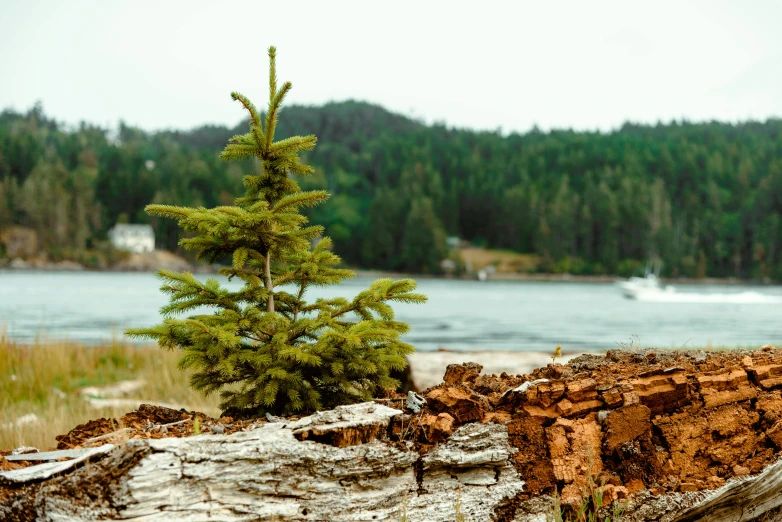 a small pine tree sitting on top of a log, by Jessie Algie, unsplash, land art, island in the background, holiday season, full frame image, scattered islands