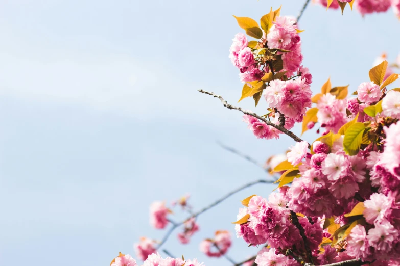 a bird perched on a branch of a cherry tree, trending on unsplash, the sky is pink, japanese flower arrangements, pictured from the shoulders up, fuchsia and blue