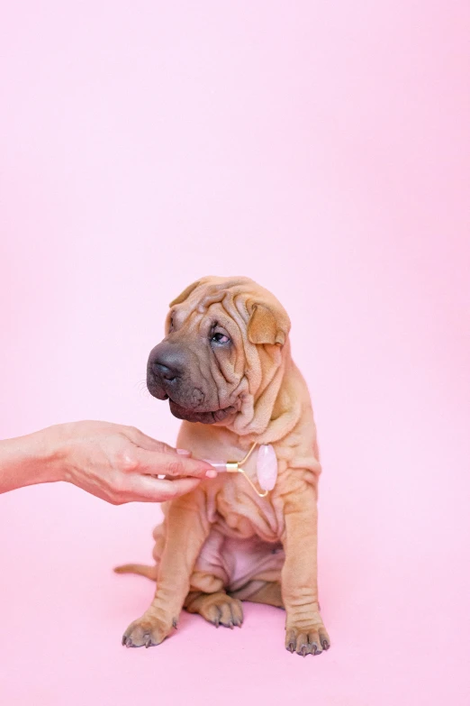 a person petting a puppy on a pink background, by Gavin Hamilton, trending on pexels, photorealism, wrinkly, holding syringe, caramel, mdma