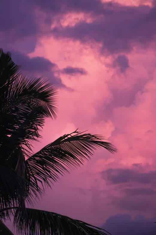 a palm tree is silhouetted against a pink sky, by Carey Morris, pexels contest winner, hurricane stromy clouds, purple foliage, tropical, like a catalog photograph