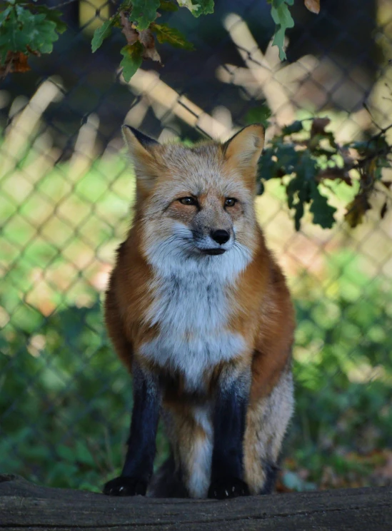 a red fox sitting on top of a wooden log