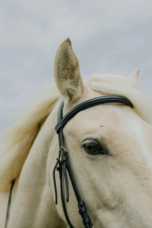 a close up of a horse wearing a bridle, by Carey Morris, trending on unsplash, extremely pale blond hair, overcast weather, slide show, soft white rubber