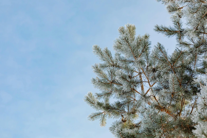 a snow covered pine tree with a blue sky in the background, inspired by Arthur Burdett Frost, trending on pexels, sustainable materials, thumbnail, grey, cloudless sky