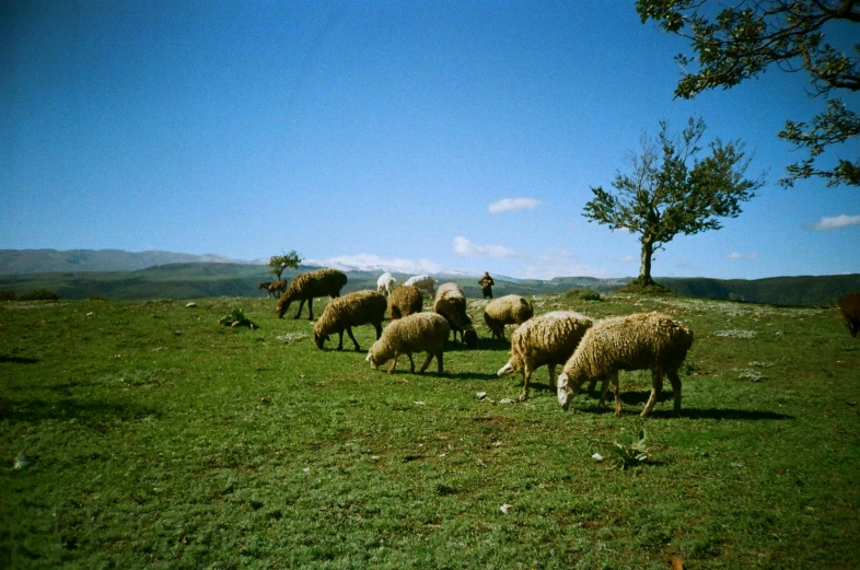 a herd of sheep grazing on a lush green field, an album cover, by Muggur, unsplash, les nabis, disposable camera photograph, mediterranean, photo taken on fujifilm superia, historical photo